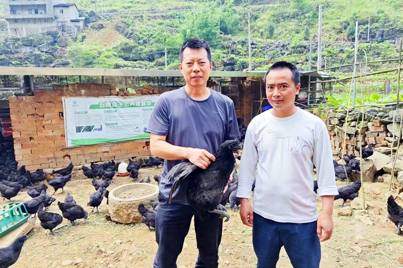 駐村第一書記黃福元(左)在定點幫扶的民族地區廣西河池大化瑤族自治縣雅龍鄉宏偉村到農戶家中了解“五黑雞”養殖情況。_副本.jpg